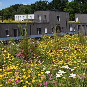 Förderprogramm Dach- und Fassadenbegrünung