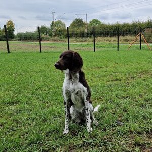 Pulheimer Hundewiese