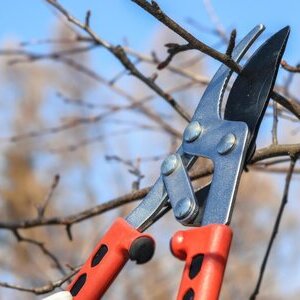 Gartenschere schneidet &Auml;ste