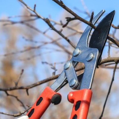 Gartenschere schneidet Äste