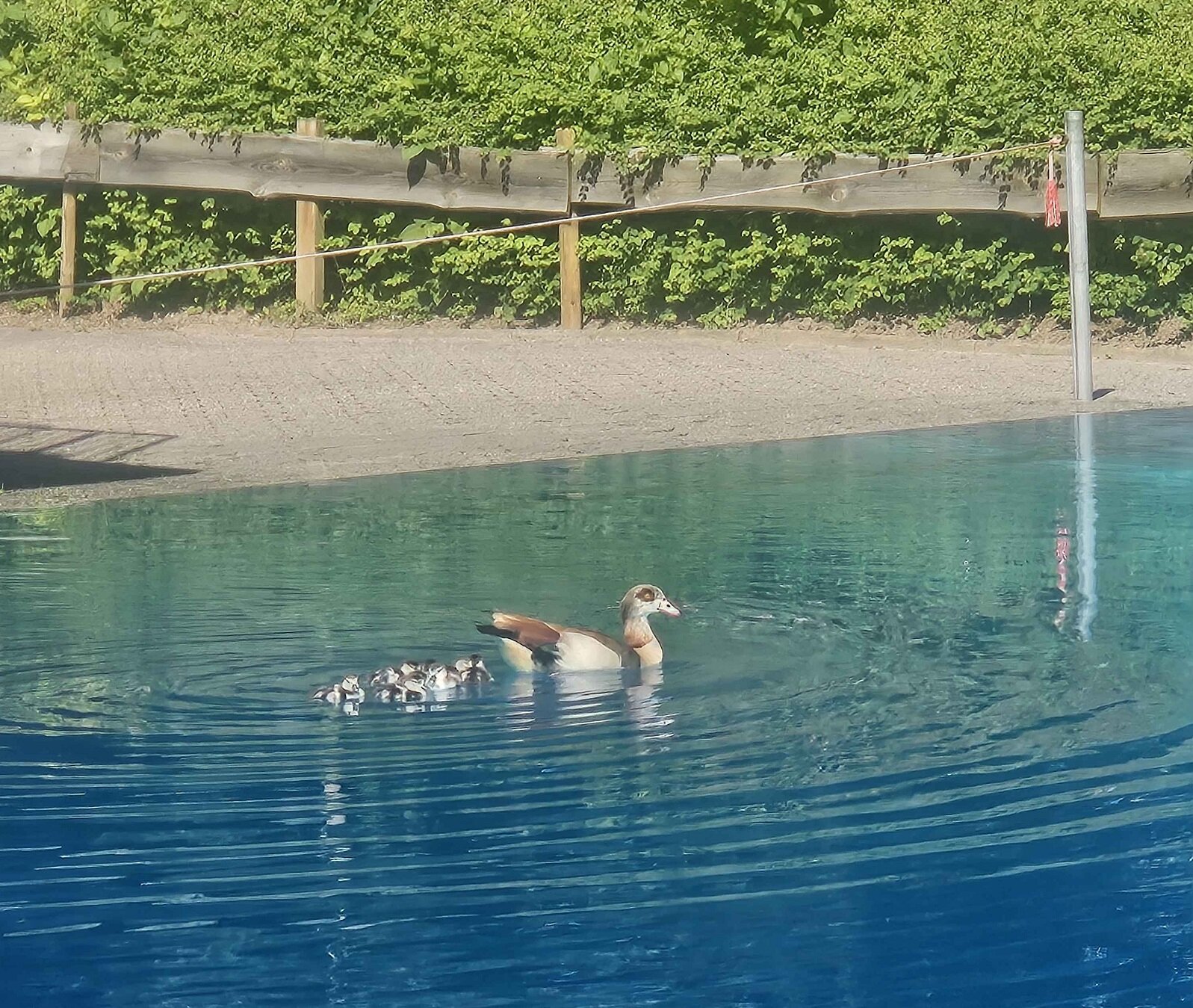 Eine Gänsefamilie kühlt sich im Schwimmerbecken der Aquarena ab.