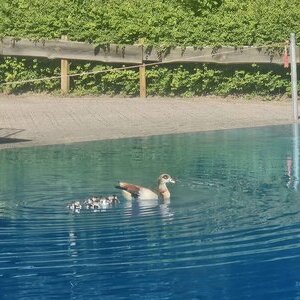 Eine Gänsefamilie kühlt sich im Schwimmerbecken der Aquarena ab.