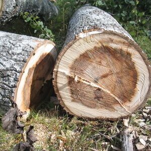 Fällung von Bäumen