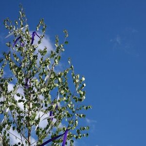 Maibaum