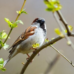 Vogelbild: Spatz